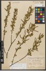 Foto von Salix triandra subsp. triandra L.